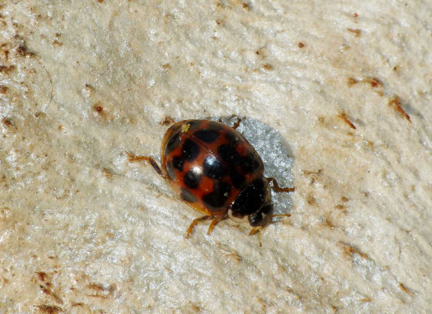 Coccinelle: Harmonia axyridis varie colorazioni (le pi grandi).